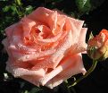 Роза Dolce Vita (Дольче вита) — фото 11