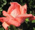 Роза Dolce Vita (Дольче вита) — фото 12
