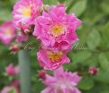 Роза Excelsa (Эксцельза)  — фото 5