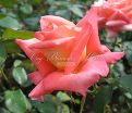 Роза Royal Deine (Роял Дейн) — фото 2