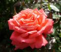 Роза Royal Deine (Роял Дейн) — фото 7
