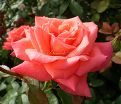 Роза Royal Deine (Роял Дейн) — фото 12