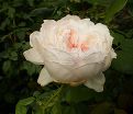 Роза Honore de Balzac (Оноре де Бальзак) — фото 15