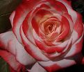 Роза Imperatrice Farah (Императрица Фара) — фото 2