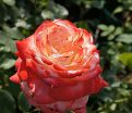 Роза Imperatrice Farah (Императрица Фара) — фото 3