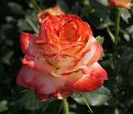 Роза Imperatrice Farah (Императрица Фара) — фото 5