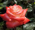 Роза Imperatrice Farah (Императрица Фара) — фото 7