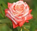 Роза Imperatrice Farah (Императрица Фара) — фото 8