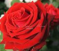 Роза Lovely red (Лавли ред) — фото 2