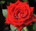 Роза Lovely red (Лавли ред)  — фото 4