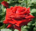 Роза Lovely red (Лавли ред)  — фото 5