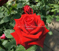 Роза Lovely red (Лавли ред) — фото 7