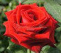 Роза Lovely red (Лавли ред) — фото 10