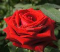 Роза Lovely red (Лавли ред)  — фото 11