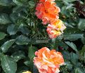 Роза Oranges and Lemons (Оранжс энд Лемонс)  — фото 3
