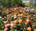 Роза Oranges and Lemons (Оранжс энд Лемонс)  — фото 11