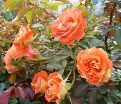 Роза Oranges and Lemons (Оранжс энд Лемонс)  — фото 13