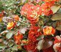Роза Oranges and Lemons (Оранжс энд Лемонс)  — фото 16