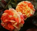 Роза Oranges and Lemons (Оранжс энд Лемонс)  — фото 17