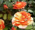 Роза Oranges and Lemons (Оранжс энд Лемонс)  — фото 19