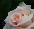 Роза Osiana (Осиана)  — фото 5