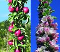 Яблоня колоновидная красноцветковая "Гранатовый Браслет" — фото 2