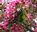 Яблоня колоновидная красноцветковая "Розовая Сказка" — фото 2