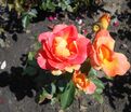 Роза Piccadilly (Пикадилли) — фото 3