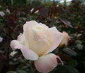 Роза Pristine Pavement (Пристайн Пэйвмент)  — фото 5