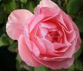 Роза Queen Elizabeth (Куин Элизабет) — фото 5