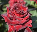Роза Royal velvet (Роял велвет)  — фото 2