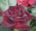 Роза Royal velvet (Роял велвет)  — фото 3