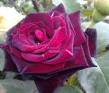 Роза Royal velvet (Роял велвет)  — фото 5
