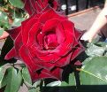Роза Royal velvet (Роял велвет)  — фото 6