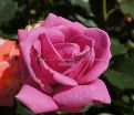 Роза Shocking Blue (Шокинг Блю)  — фото 3