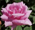Роза Shocking Blue (Шокинг Блю)  — фото 4