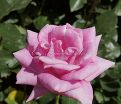 Роза Shocking Blue (Шокинг Блю)  — фото 5