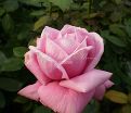 Роза Shocking Blue (Шокинг Блю)  — фото 6