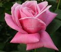 Роза Shocking Blue (Шокинг Блю)  — фото 8