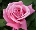 Роза Shocking Blue (Шокинг Блю)  — фото 9