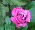 Роза Shocking Blue (Шокинг Блю)  — фото 11