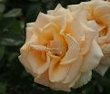 Роза Versilia (Версилия) — фото 3