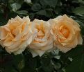 Роза Versilia (Версилия) — фото 4