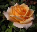 Роза Versilia (Версилия) — фото 6