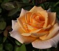 Роза Versilia (Версилия) — фото 7