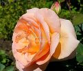 Роза Versilia (Версилия) — фото 8