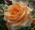 Роза Versilia (Версилия) — фото 10