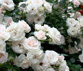 Роза Aspirin Rose (Аспирин Роз) — фото 3