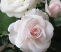 Роза Aspirin Rose (Аспирин Роз) — фото 4