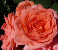 Роза Amelia Renaissance (Амелия Ренессанс) — фото 2